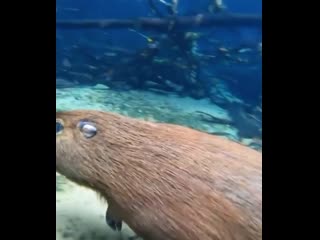 the capybara sneaks