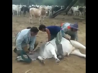 cowboy against a tree