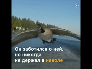 friendship with a goose