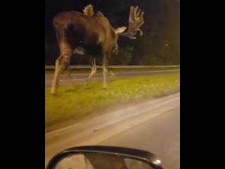 huge elk