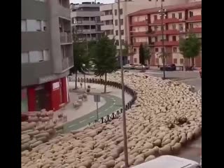 river of sheep