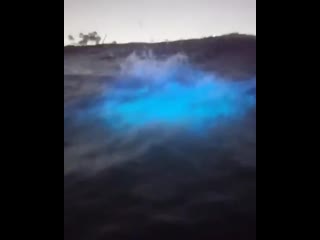 bioluminescent waves on a california beach