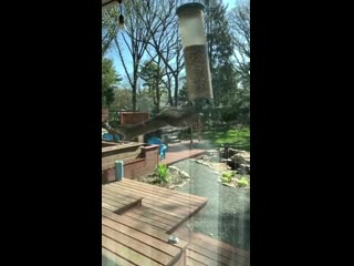 squirrel in slow mo