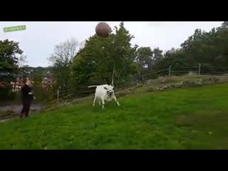 playful cow