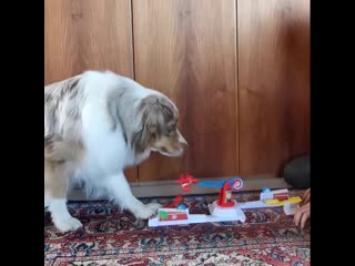 dog fumbles