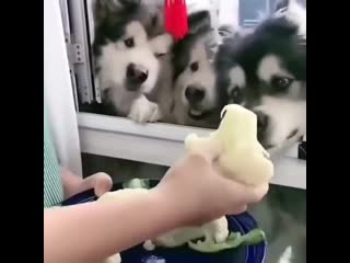 distribution of tasty treats