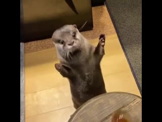 otter and ball