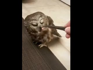 cute owl