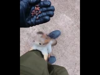 hand squirrel